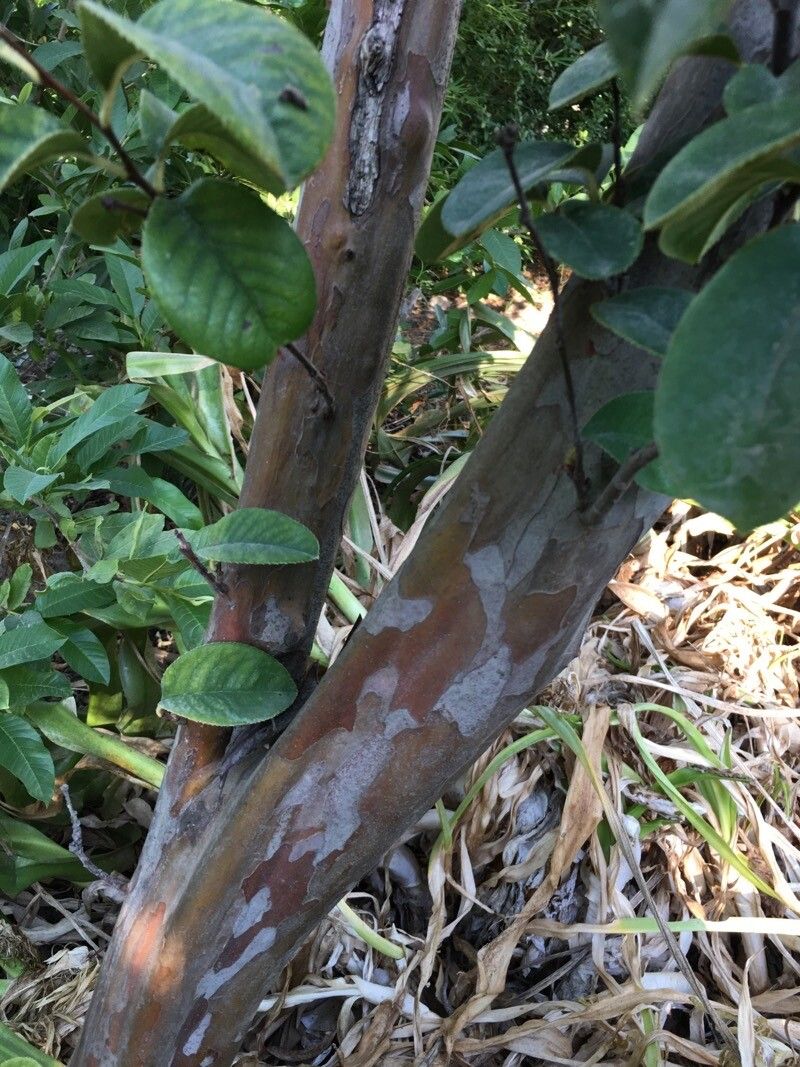 Chaenomeles sinensis bark