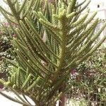 Araucaria heterophylla