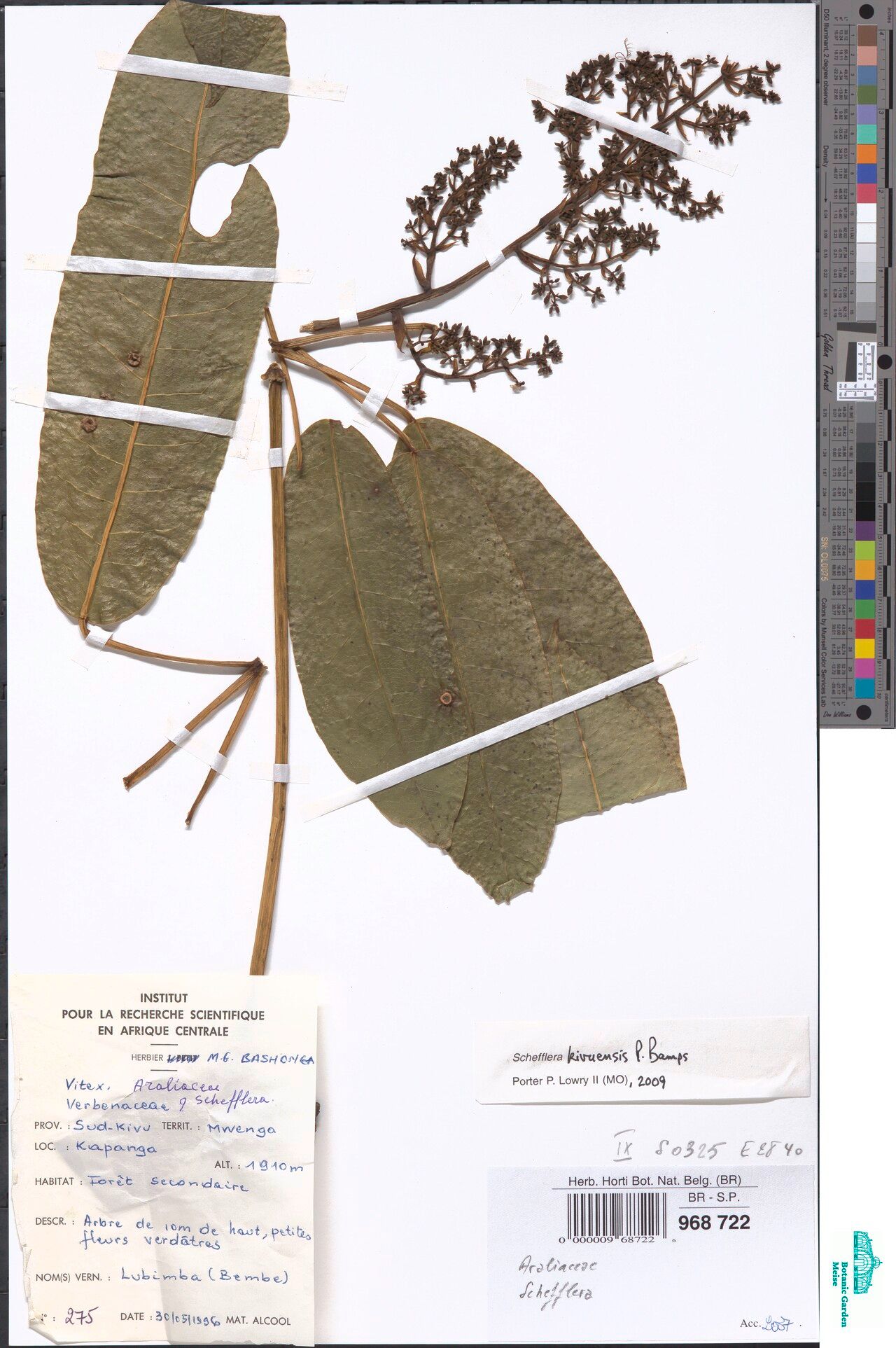 Astropanax kivuensis — houseplant care guide