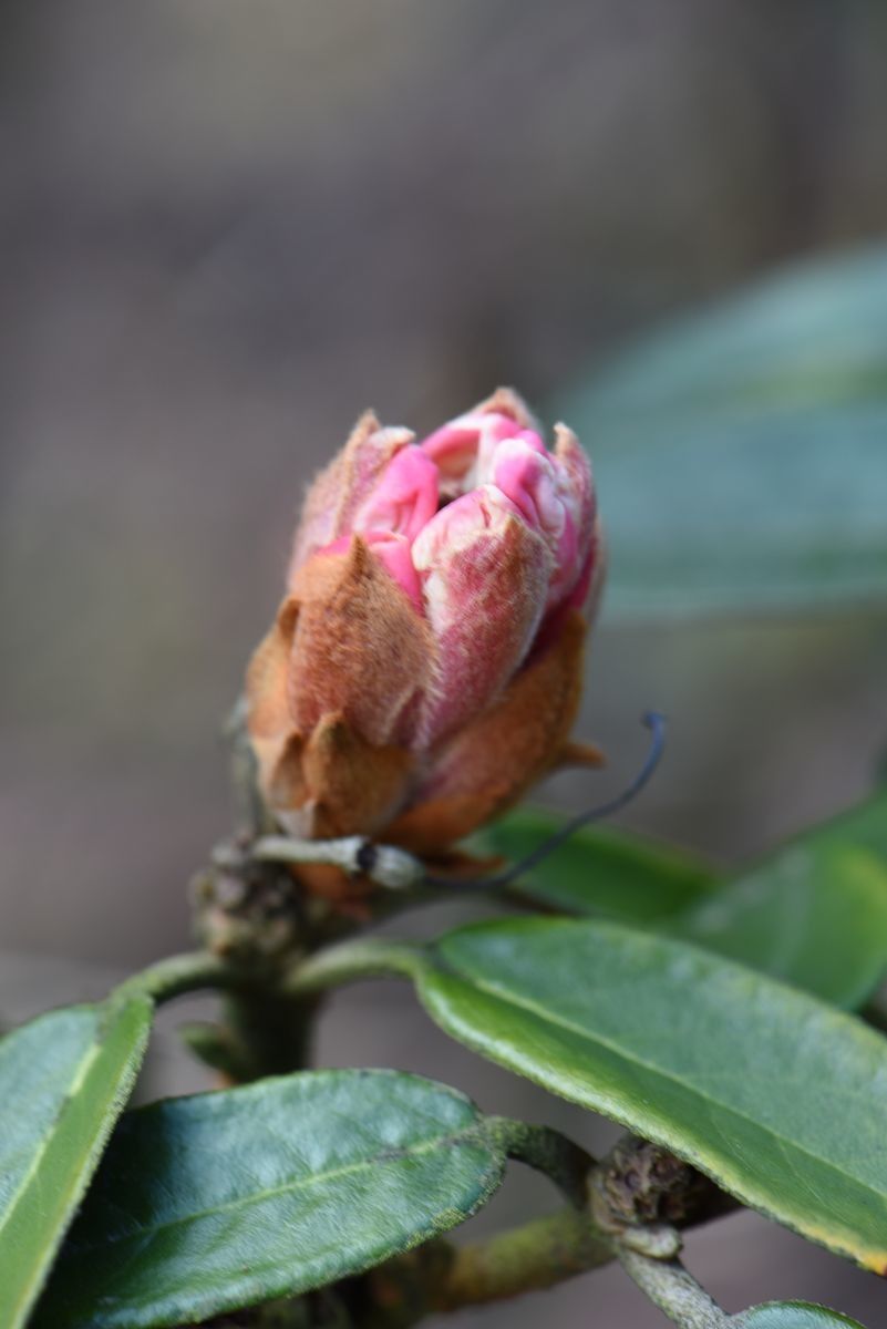Rhododendron poluninii flower