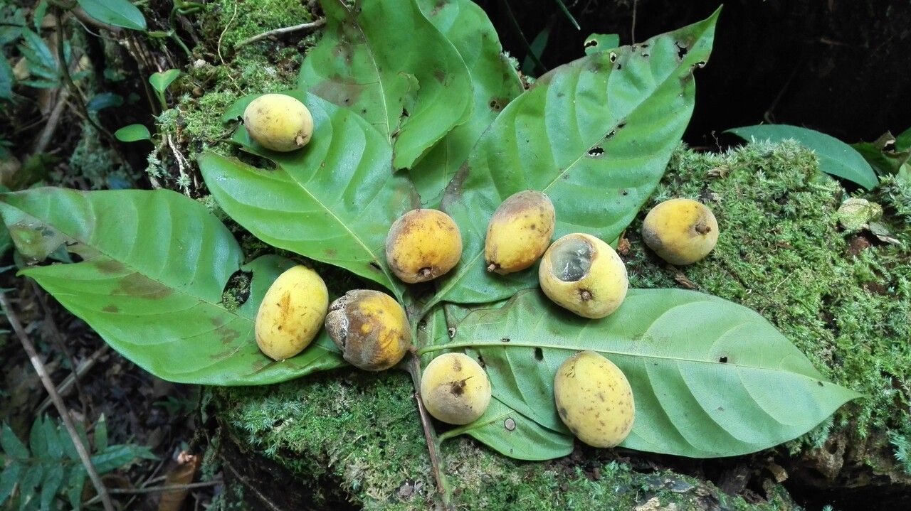 Pouteria durlandii fruit