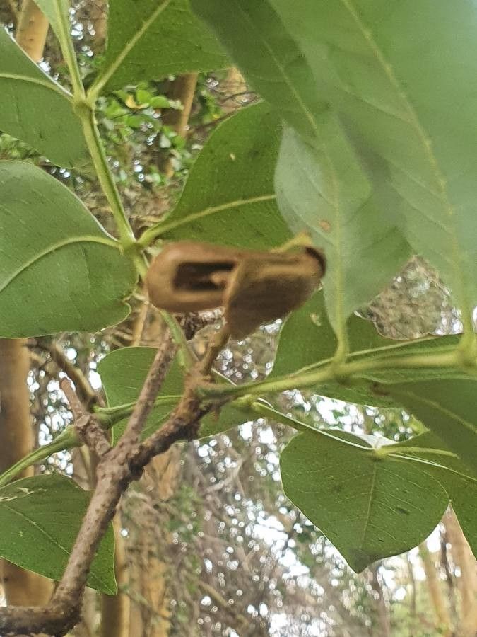 Schrebera alata fruit
