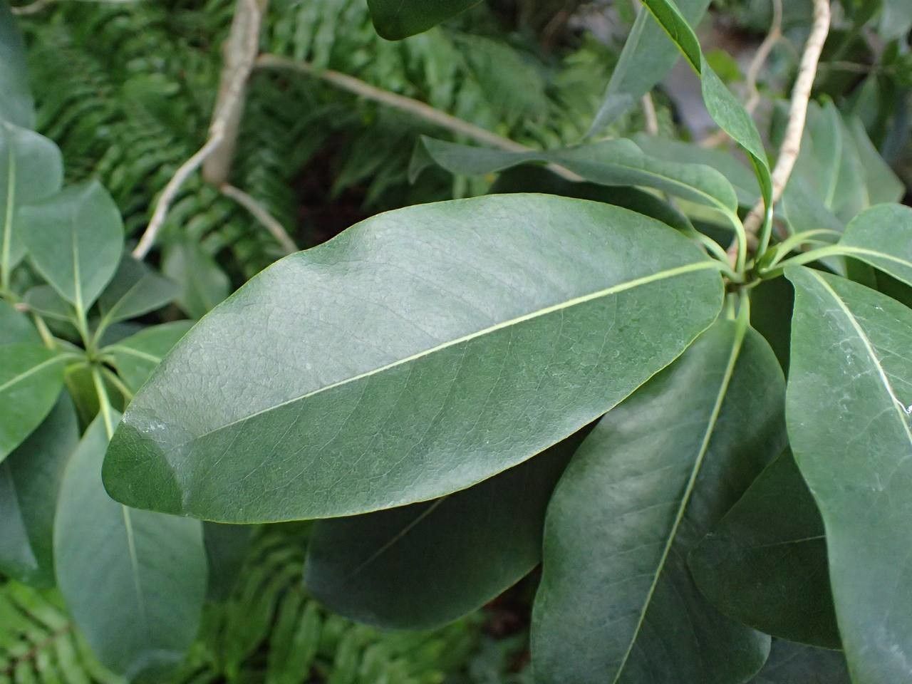 Coptosperma borbonicum — related species from the same genus