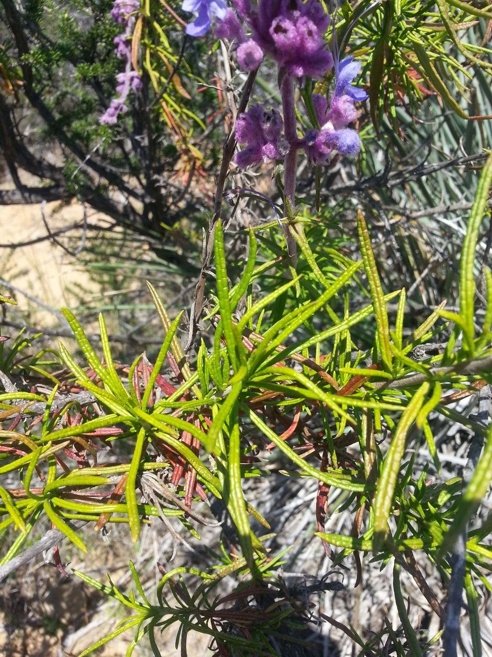 Trichostema lanatum habit