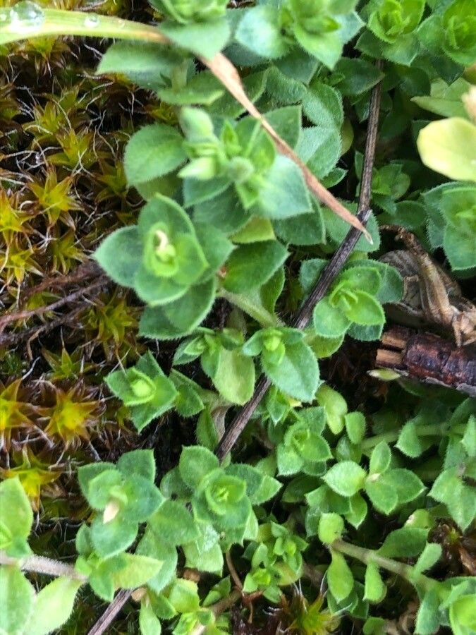 Cerastium semidecandrum leaf