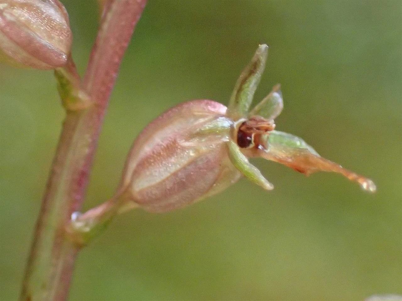 Neottia cordata fruit