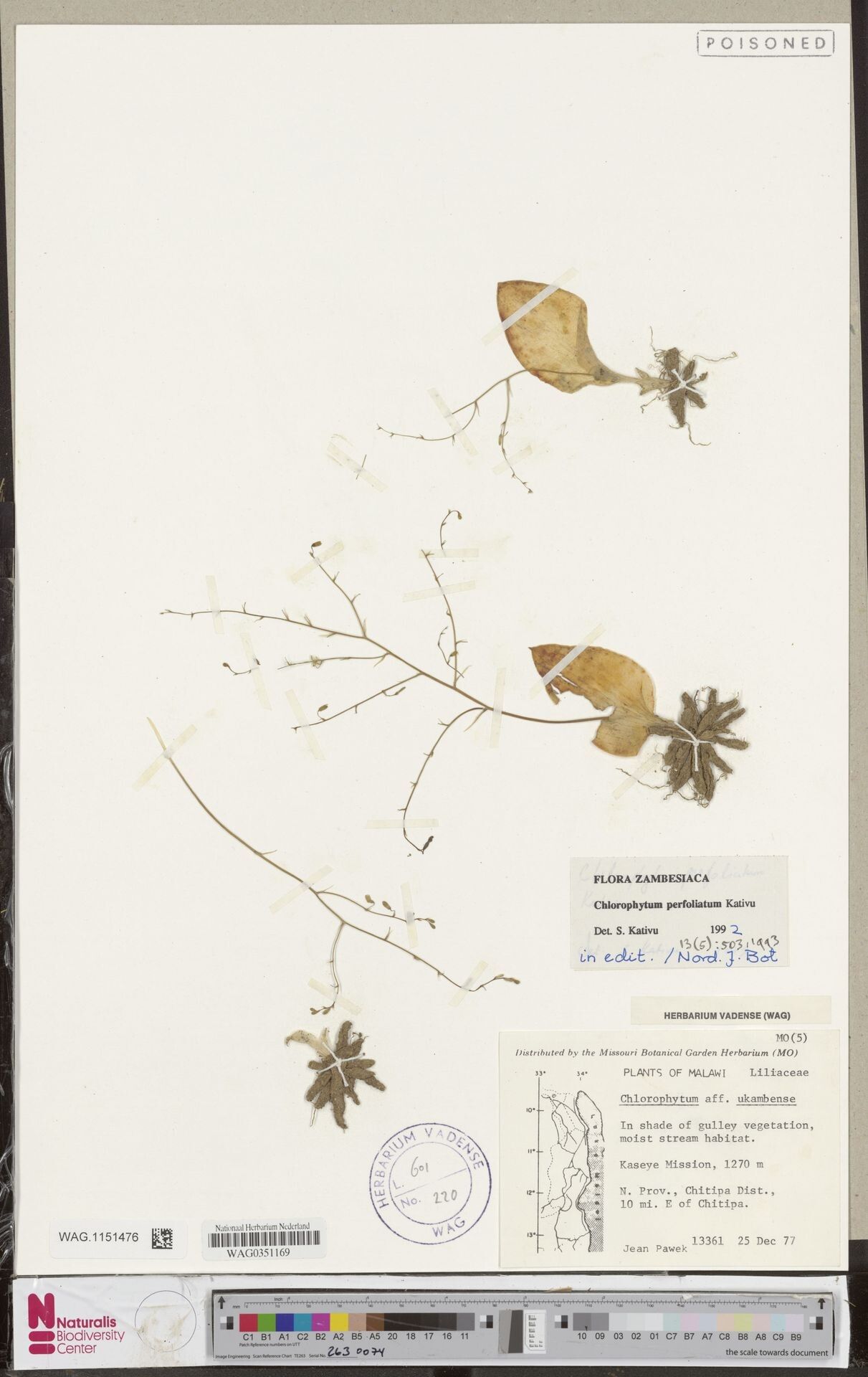 Chlorophytum perfoliatum — search result for 'Chlorophytum'