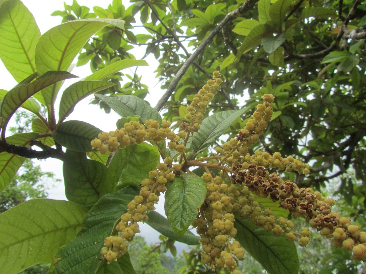Clethra mexicana fruit