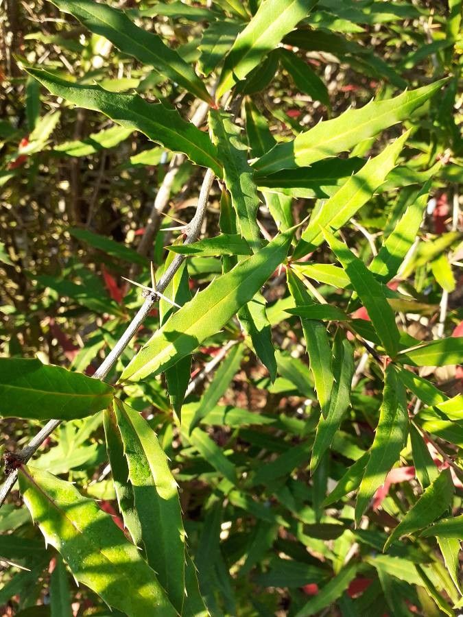 Berberis veitchii leaf