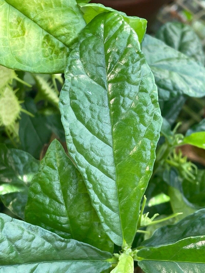 Dorstenia tayloriana — search result for 'Dorstenia'