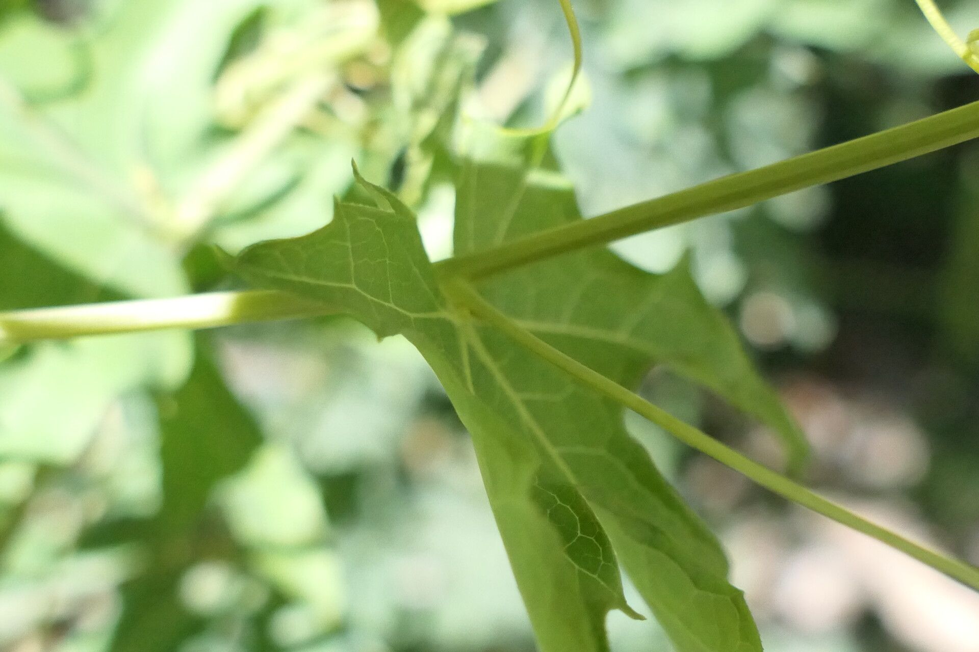 Coccinia sessilifolia bark