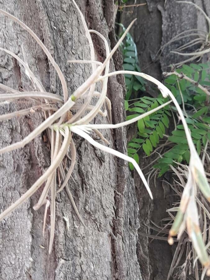 Tillandsia caliginosa habit