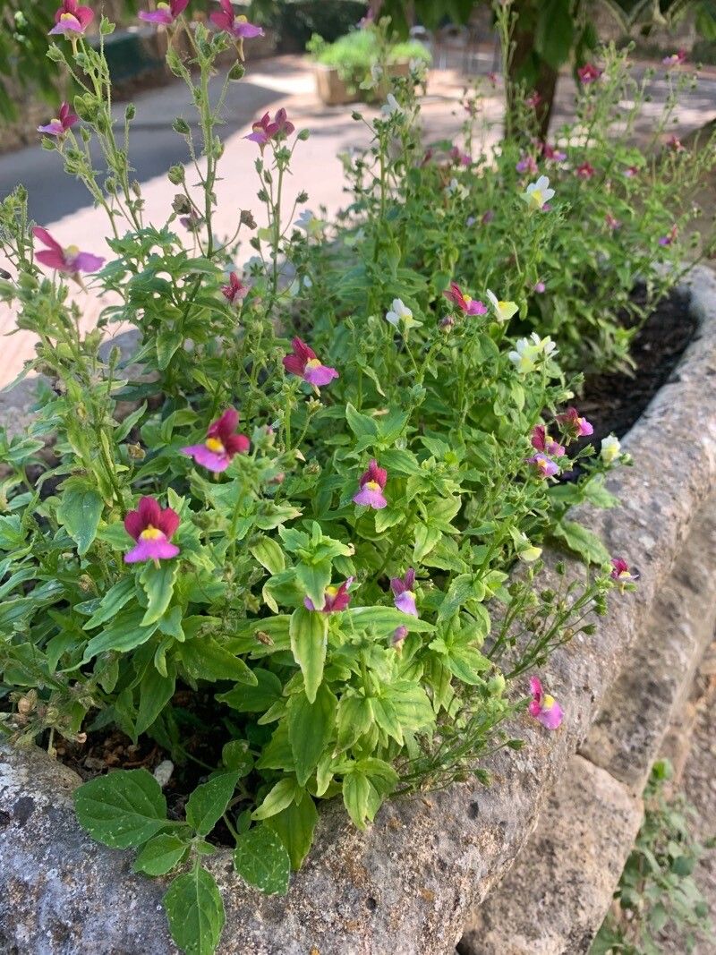 Mimulus ringens habit