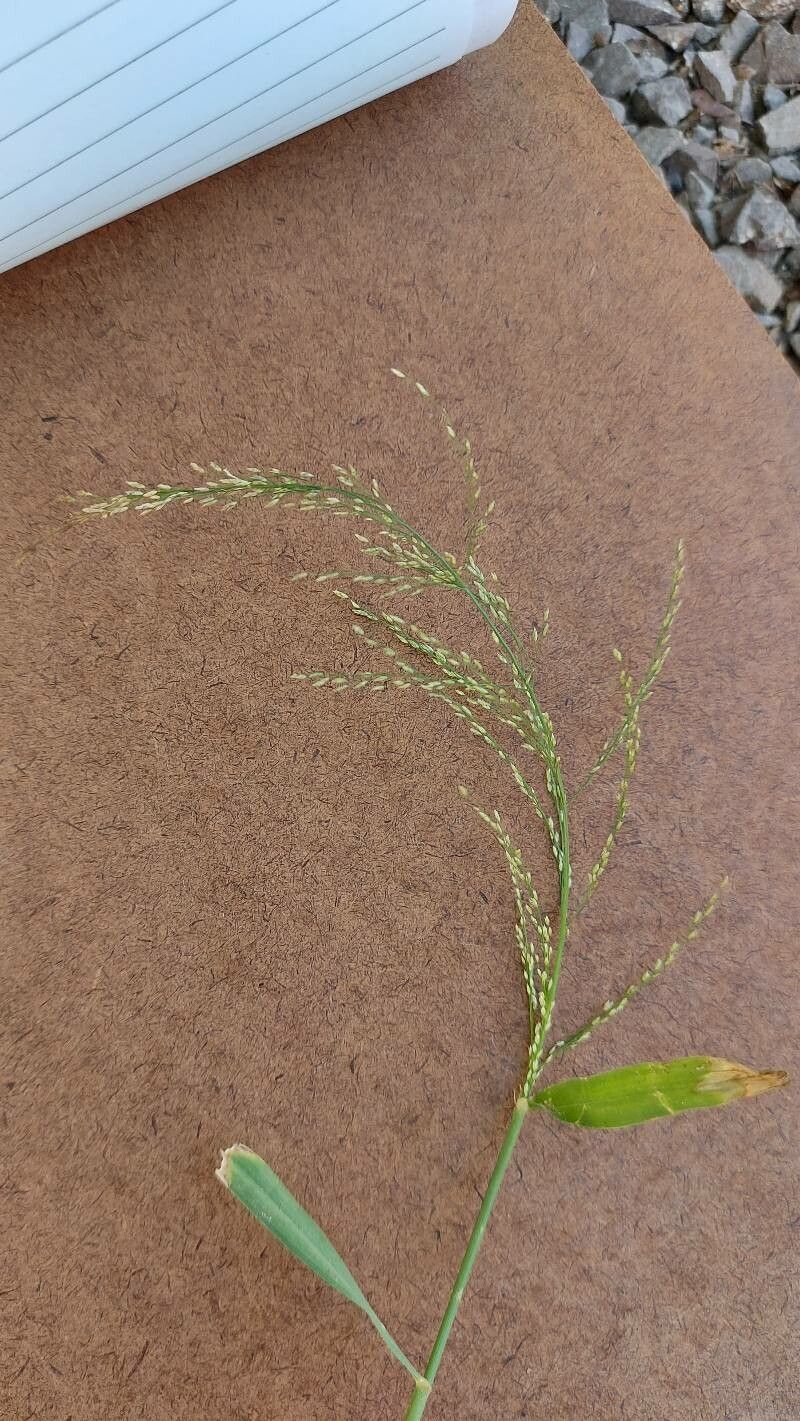 Urochloa maxima flower