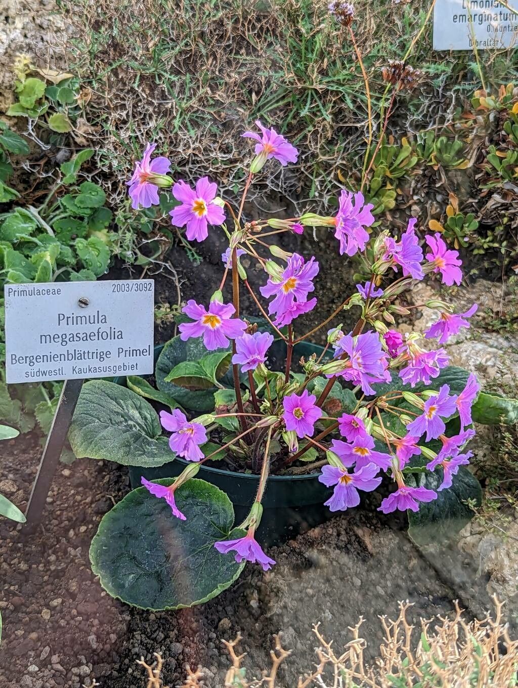 Primula megaseifolia habit