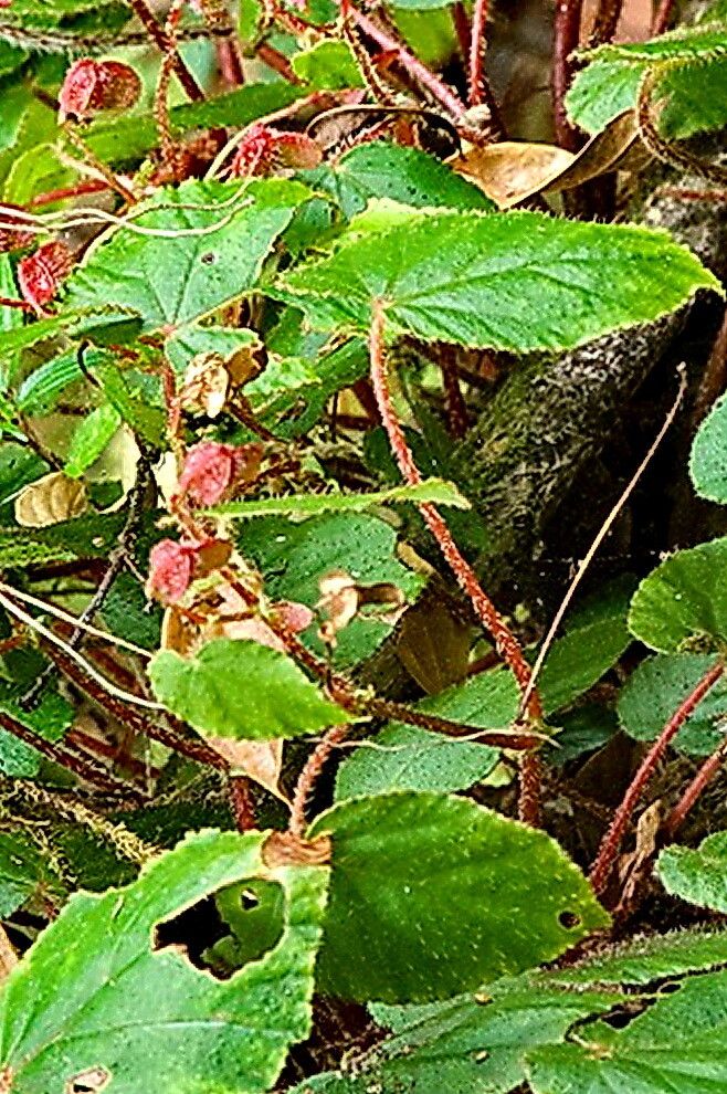 Begonia cathcartii — houseplant care guide