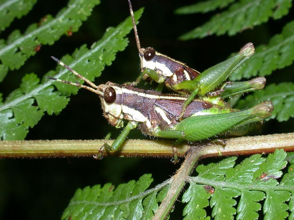 Hypolepis hostilis bark