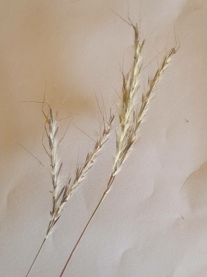 Hyparrhenia papillipes flower