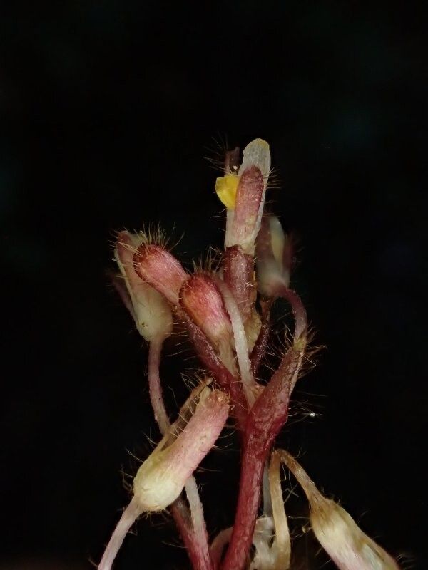 Palisota satabiei — houseplant care guide