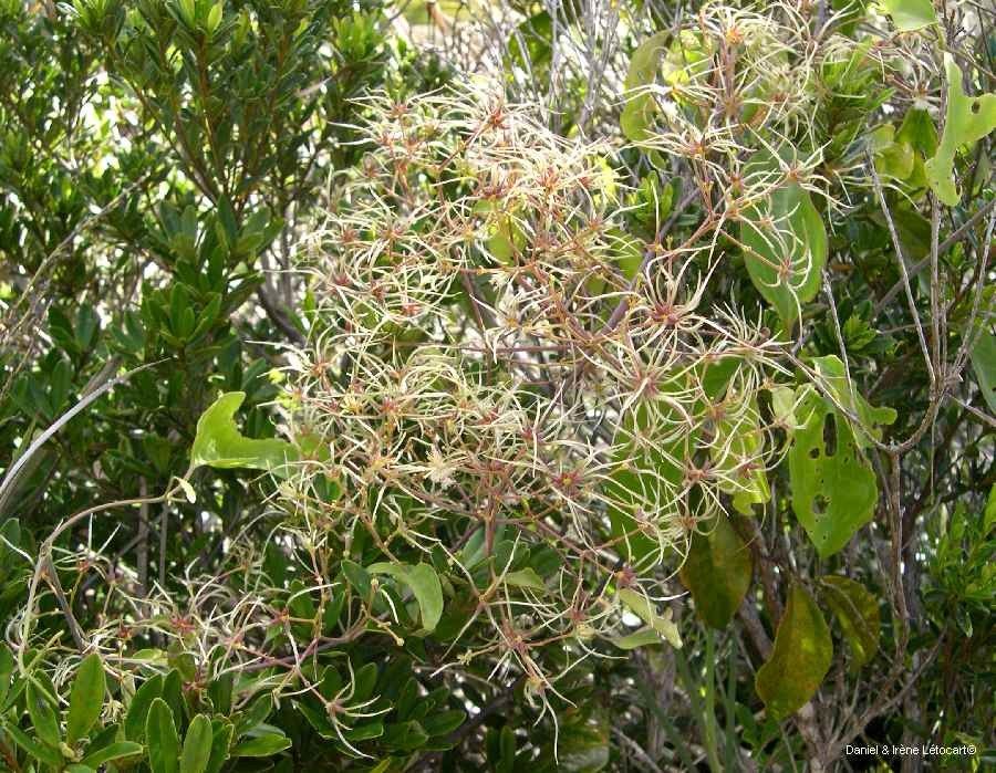 Clematis novocaledoniaensis flower