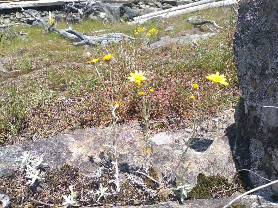 Eriophyllum lanatum flower