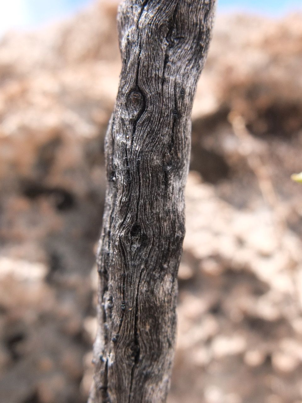 Chersodoma candida bark