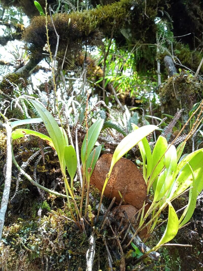 Stelis pusilla habit