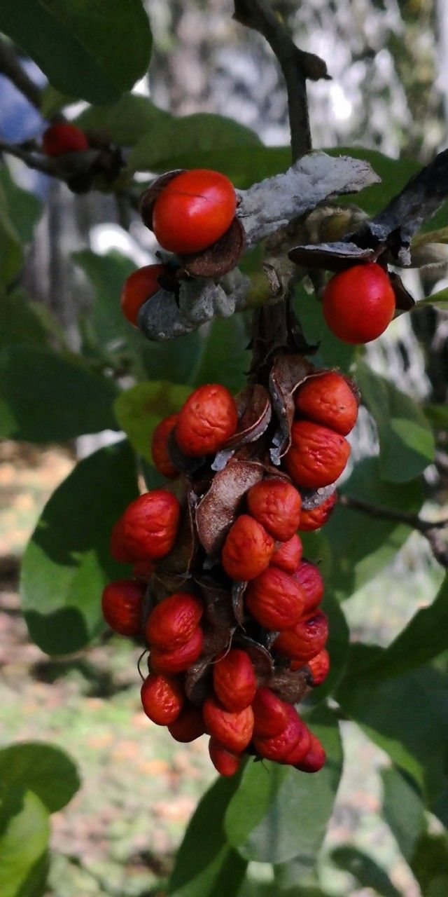 Magnolia × loebneri fruit