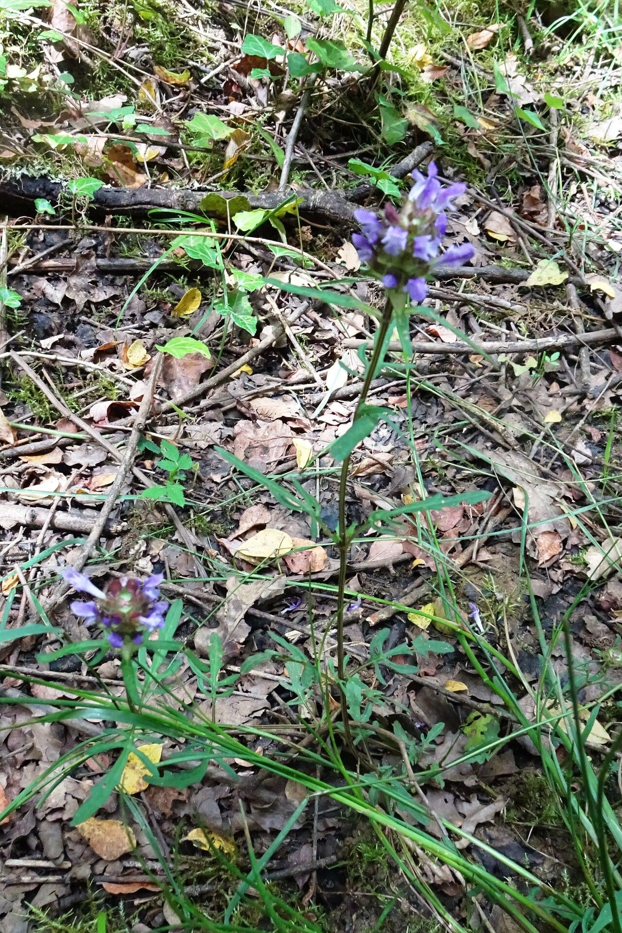 Prunella × intermedia habit