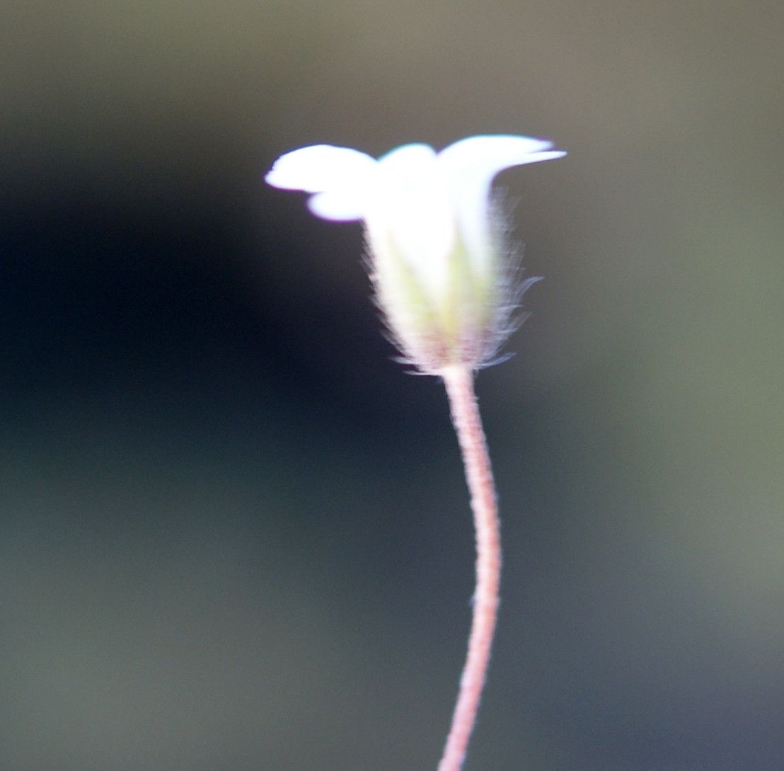 Cerastium scaposum — houseplant care guide