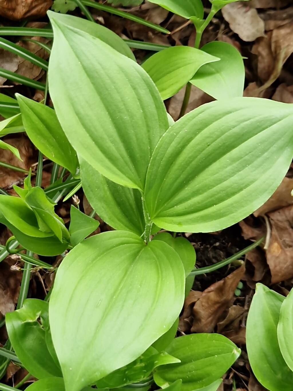 Polygonatum hirtellum — houseplant care guide