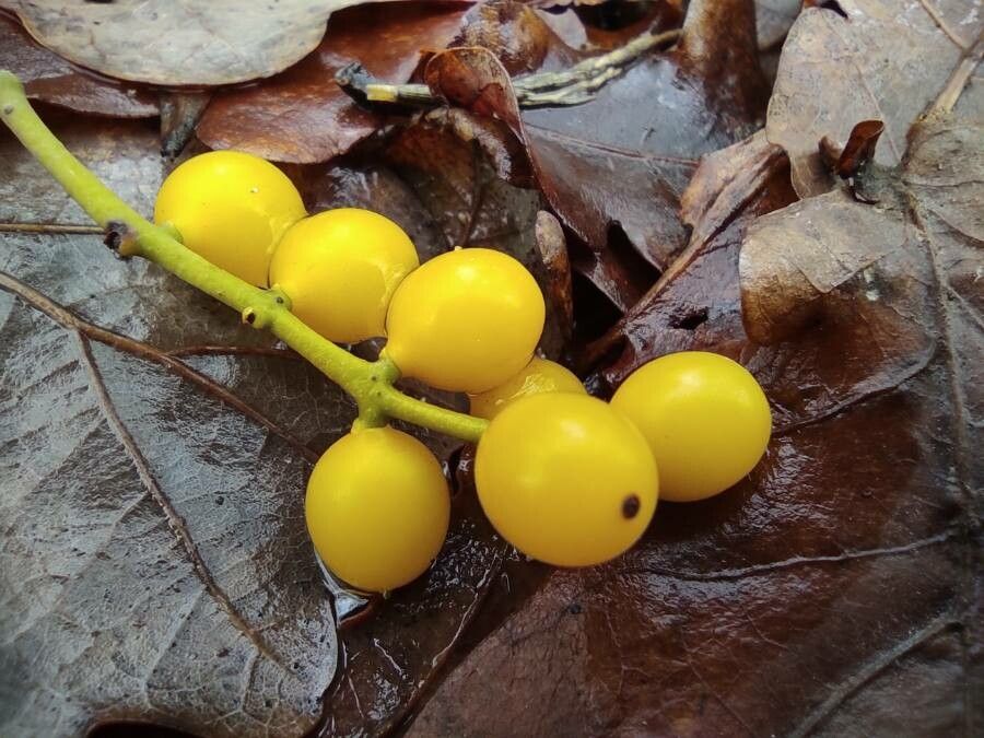 Loranthus europaeus fruit