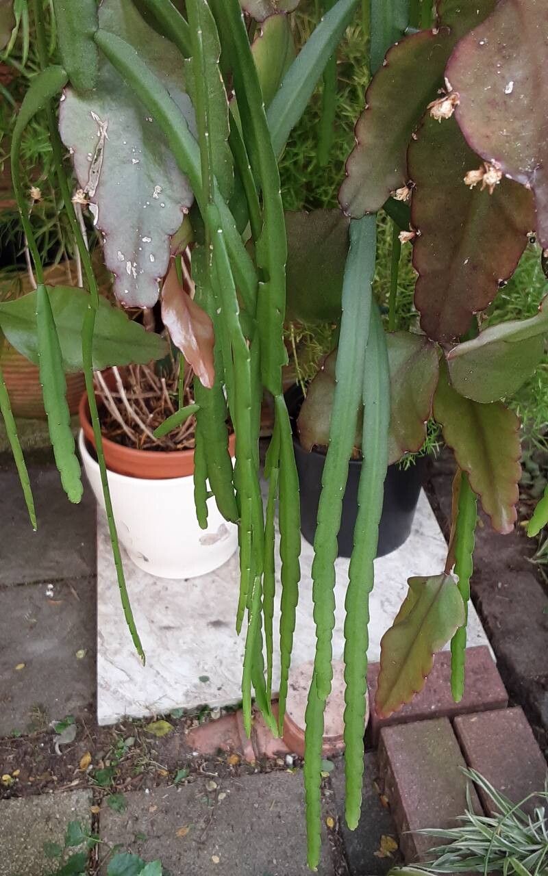 Pfeiffera boliviana — houseplant care guide