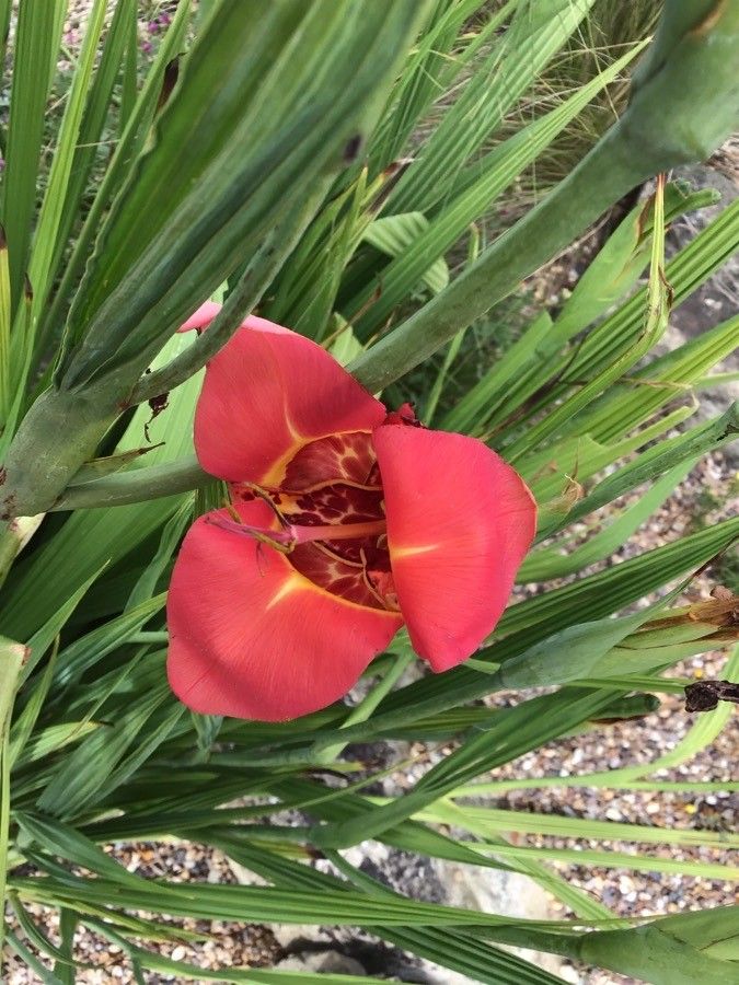 Tigridia pavonia flower