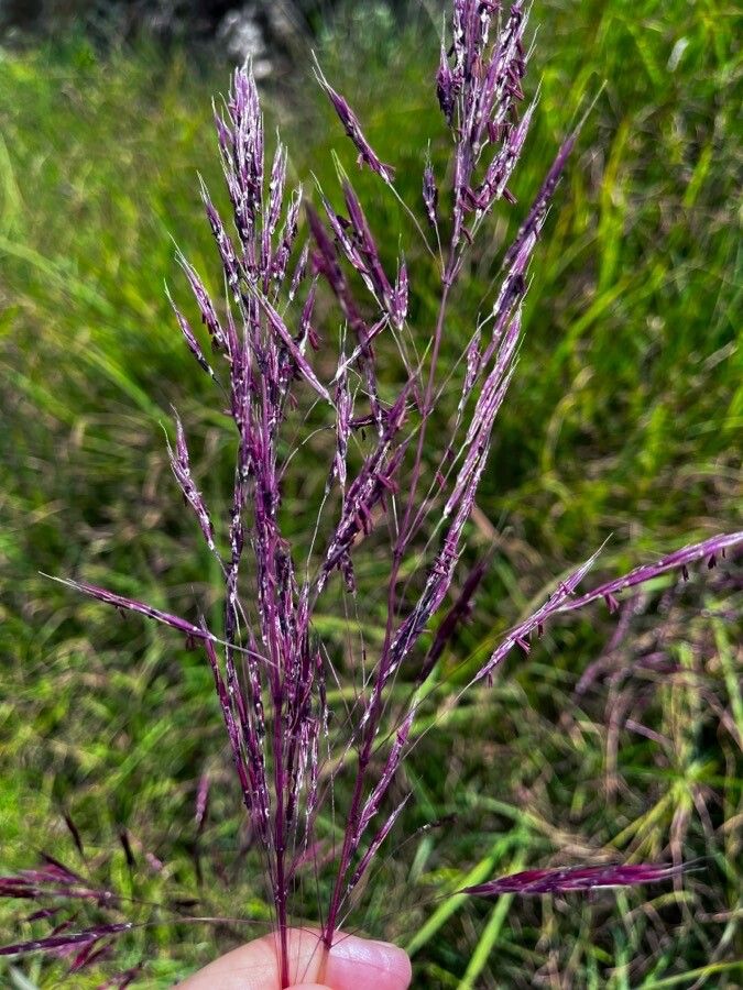 Bothriochloa bladhii flower