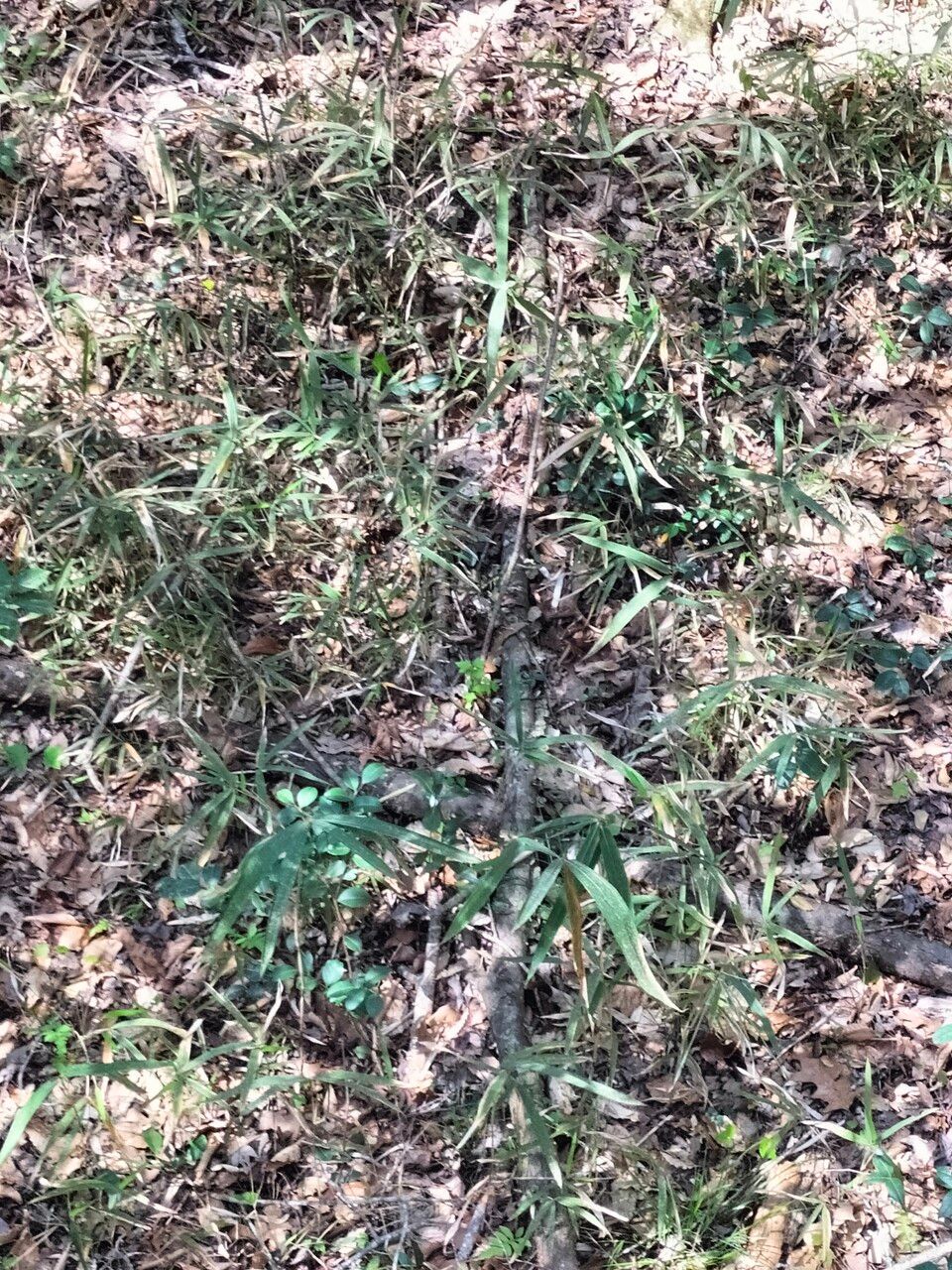 Arundinaria tecta habit