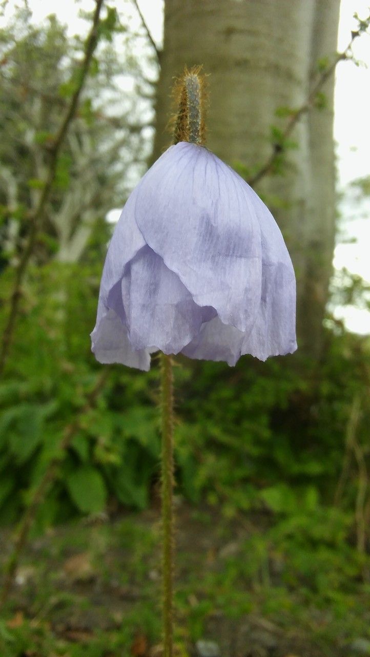 Meconopsis quintuplinervia flower