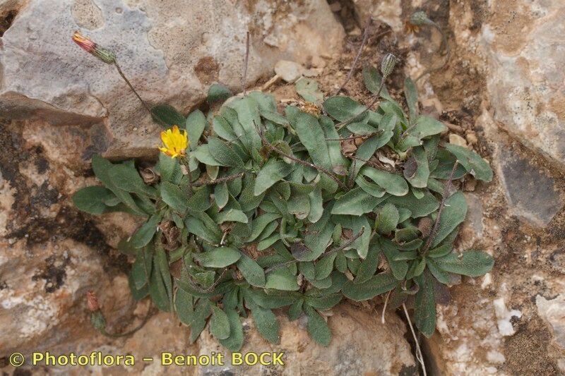 Hypochaeris leontodontoides habit