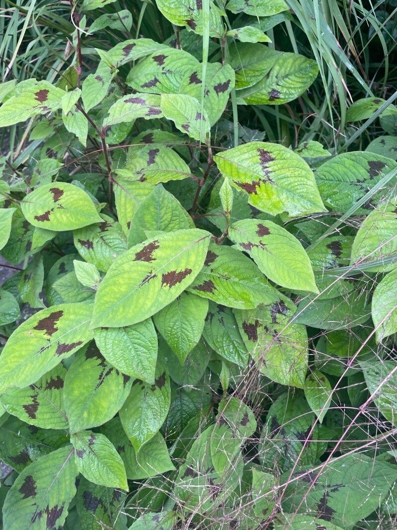 Persicaria filiformis leaf