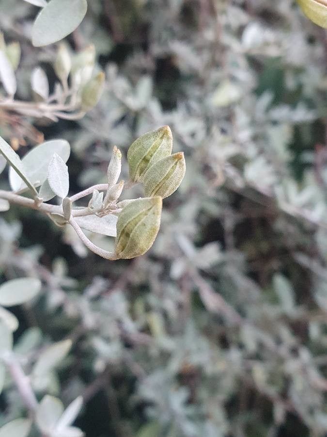 Cadaba farinosa fruit