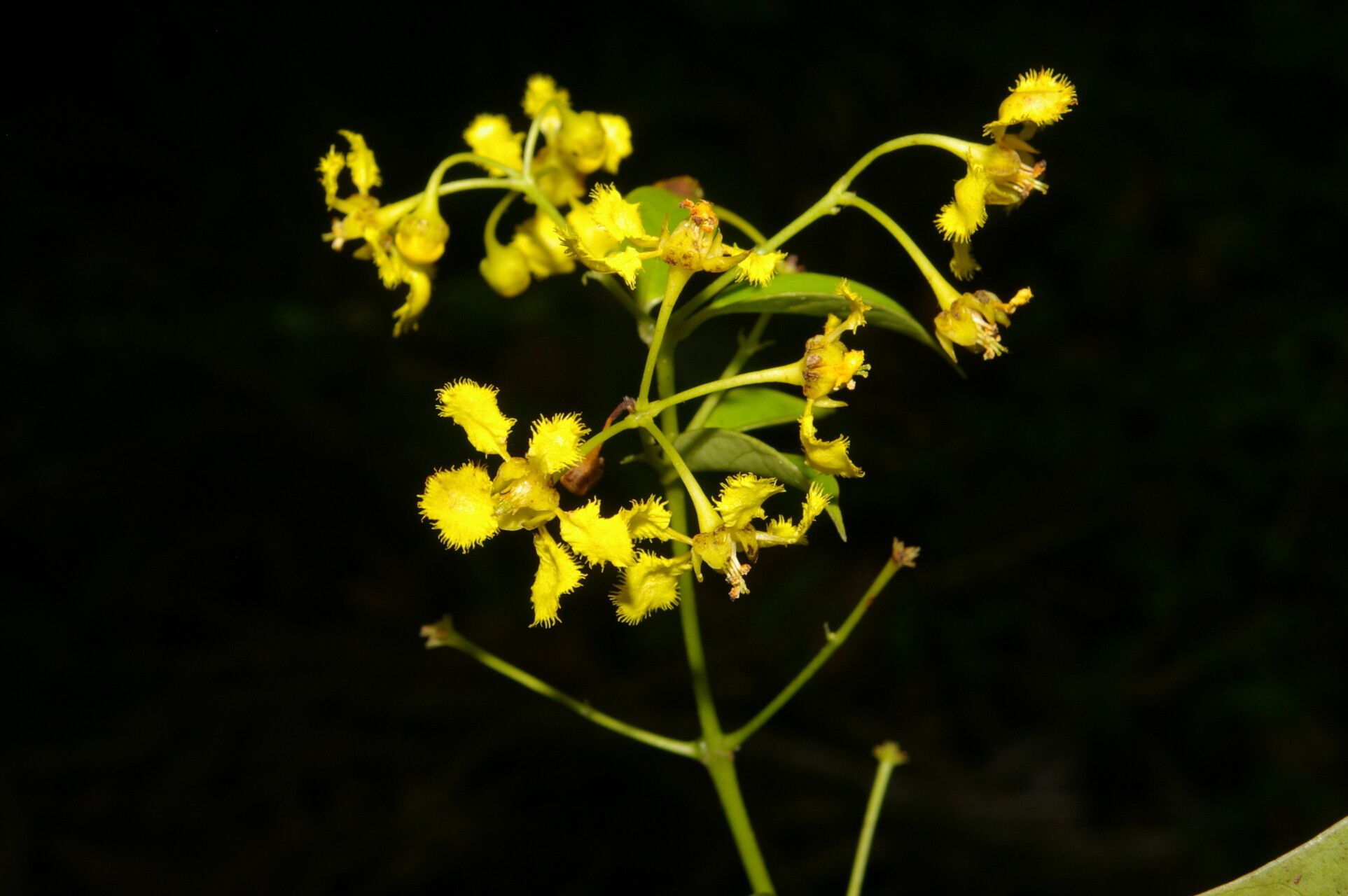 Banisteriopsis elegans flower