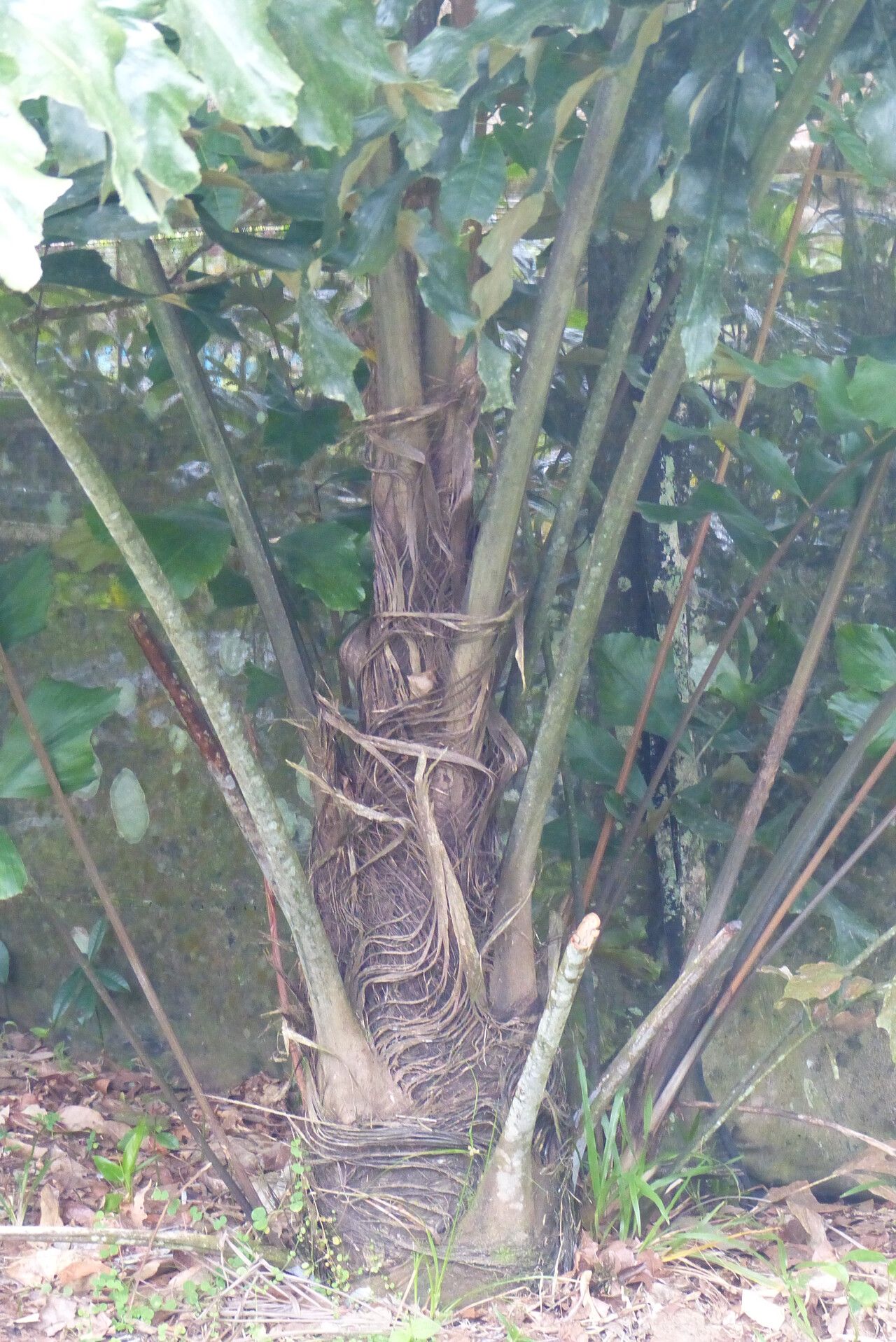Arenga brevipes bark