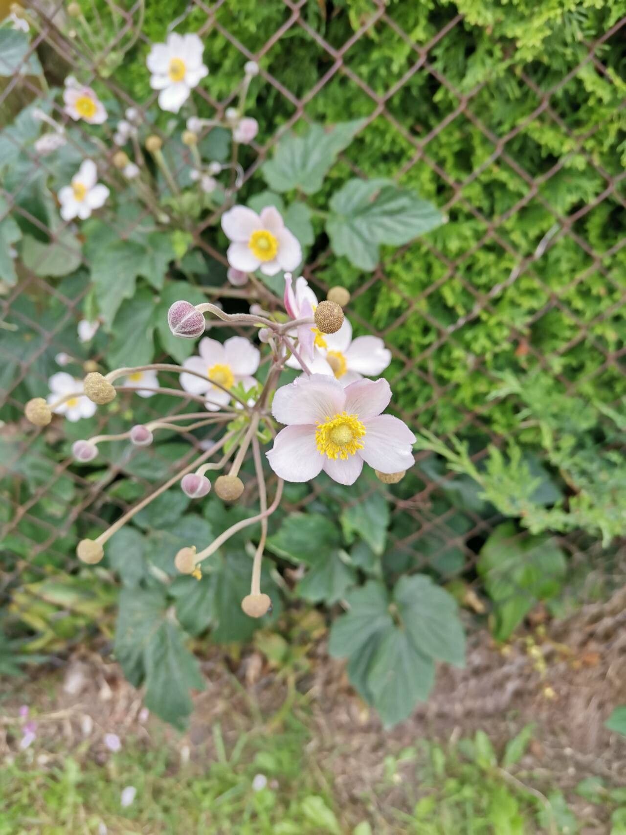 Eriocapitella × hybrida flower