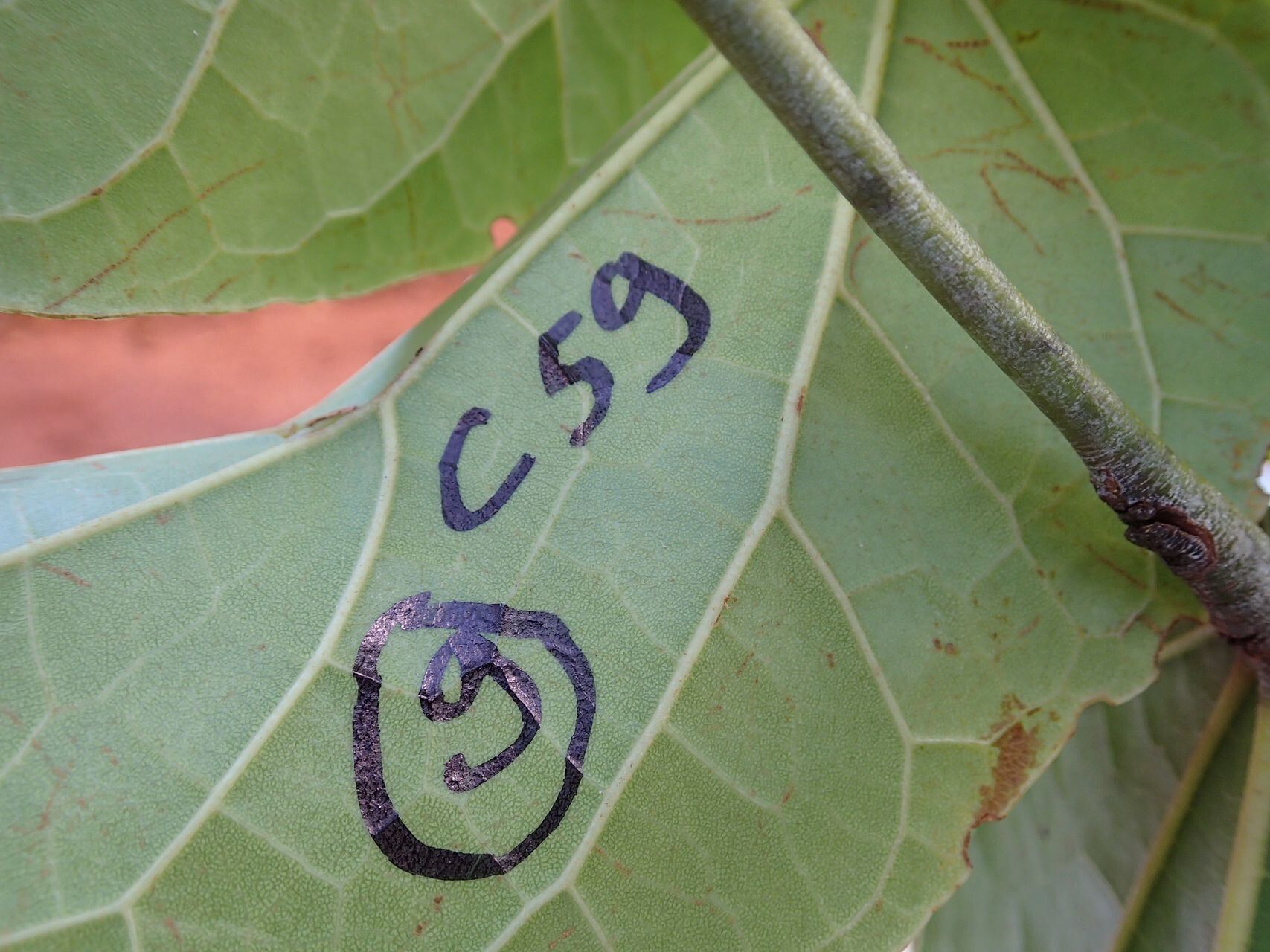 Acropogon dzumacensis — houseplant care guide