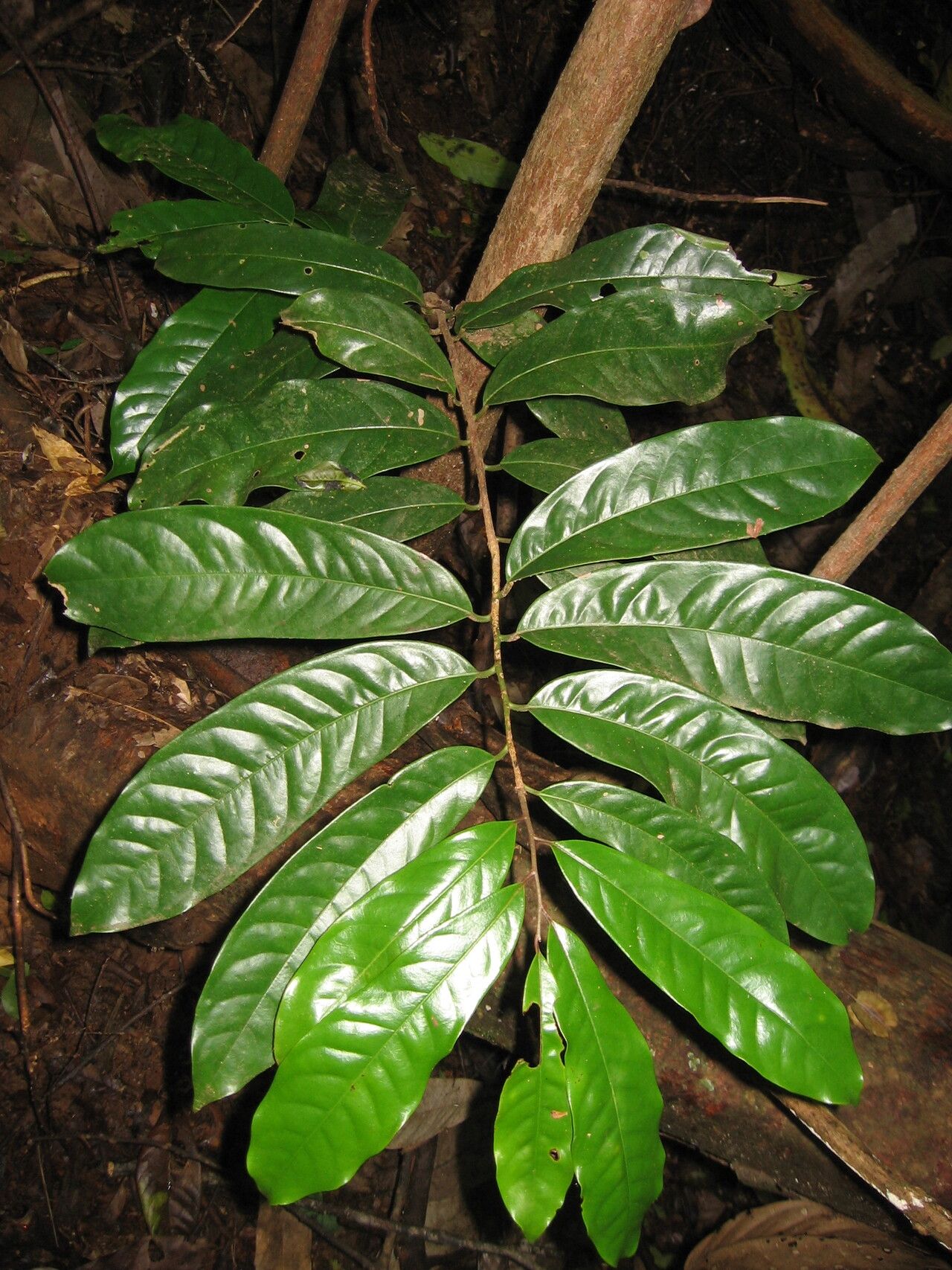 Uvariodendron pycnophyllum — search result for 'Uvariodendron'