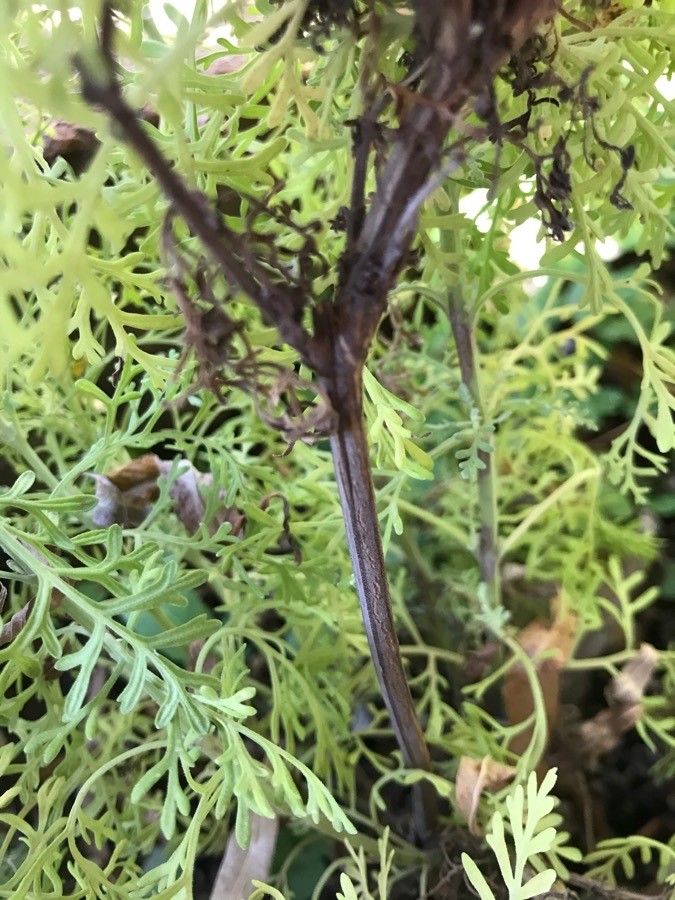 Lavandula pinnata bark