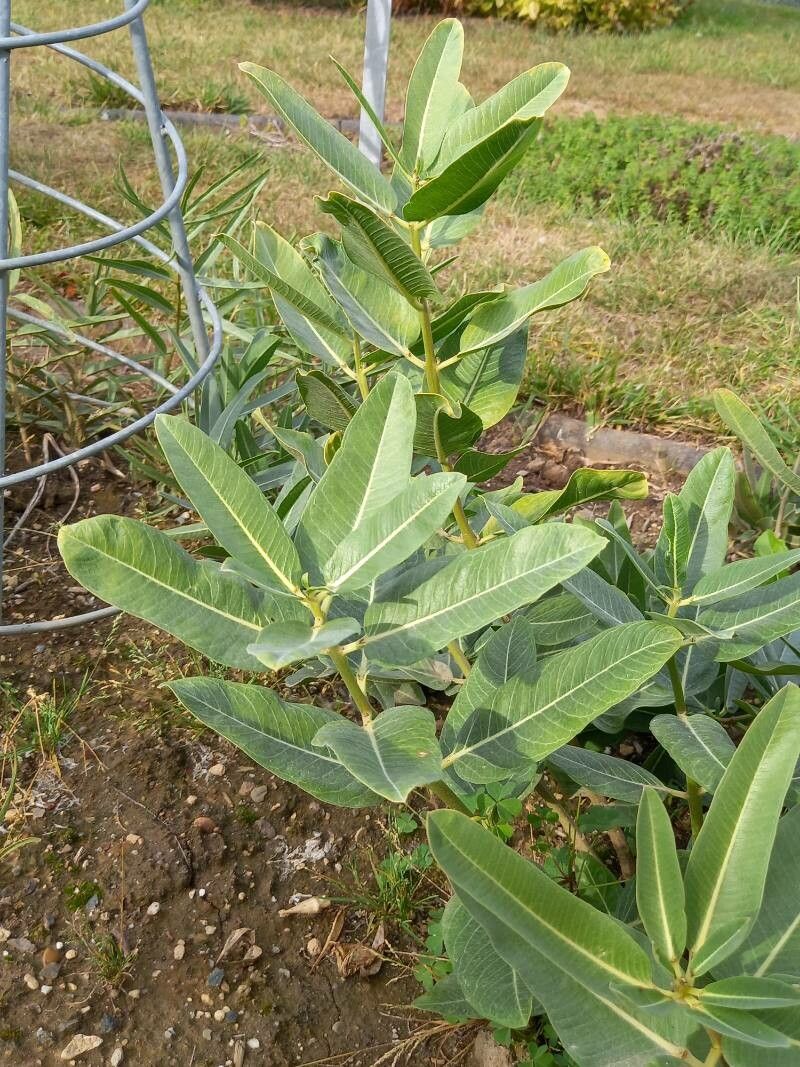 Asclepias hallii habit