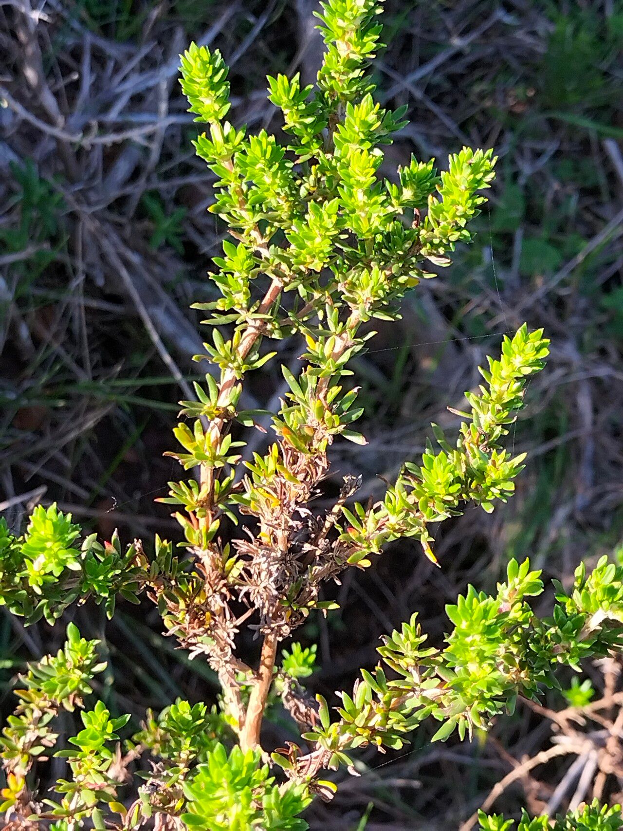Anthospermum aethiopicum — related species from the same genus