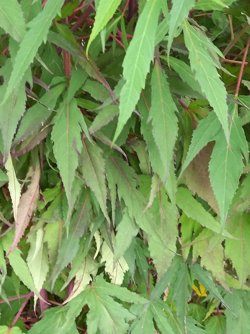 Hibiscus grandiflorus