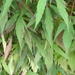 Hibiscus grandiflorus